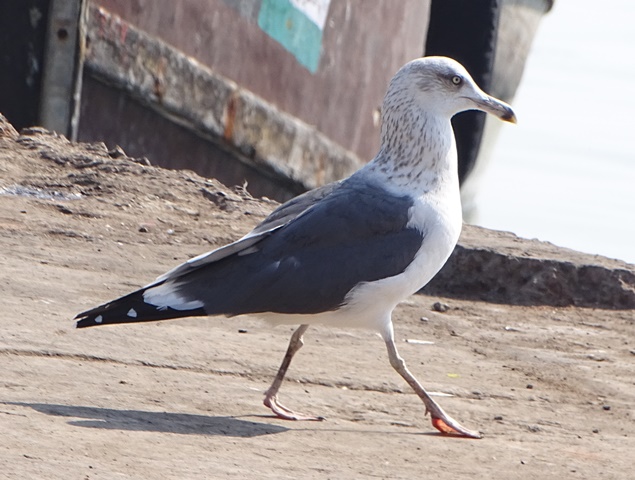 Heyglin`s Gull