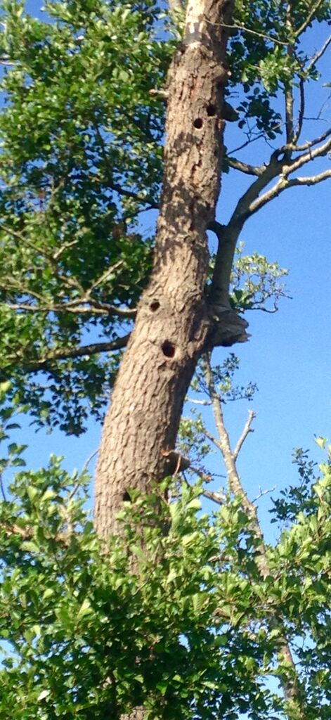 Hi - rise apartments for birds !