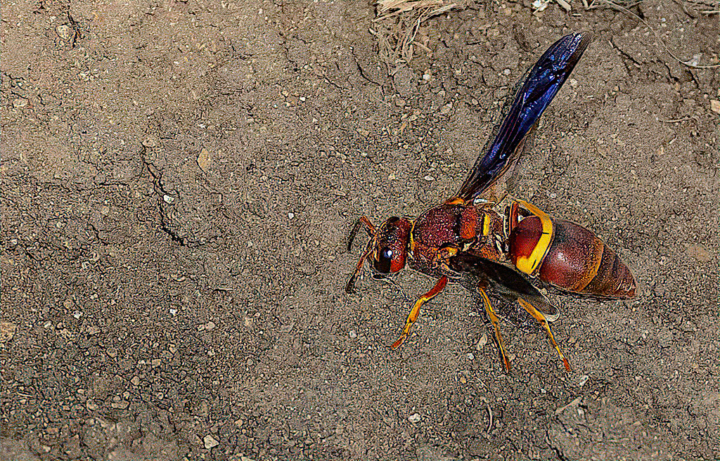 Hidalgo Mason Wasp