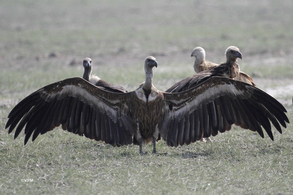 Himalayan Vulture