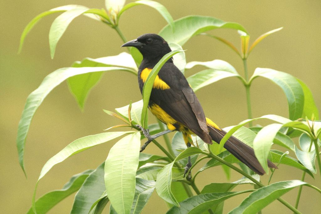 Hispaniolan Oriole