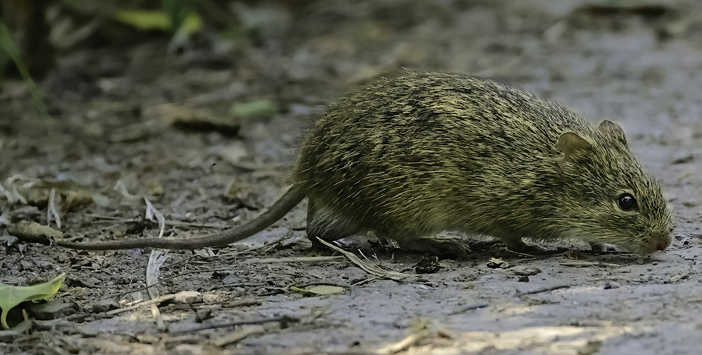 Hispid Cotton Rat