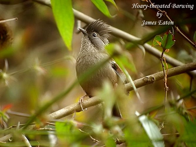 Hoary-throated Barwing..&quot;Opus&quot;
