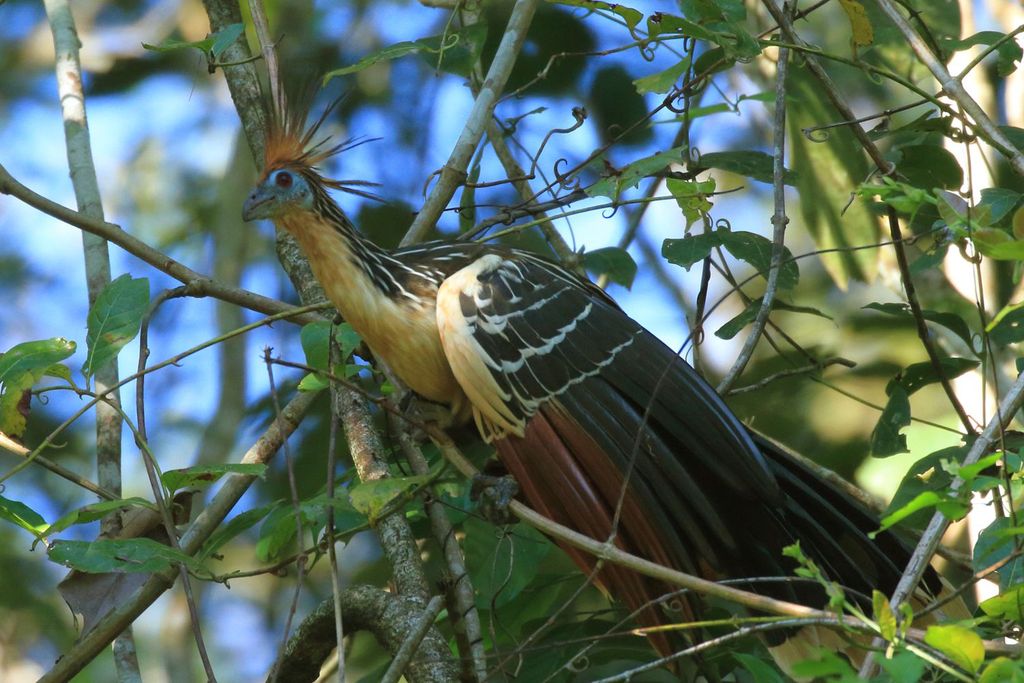 Hoatzin