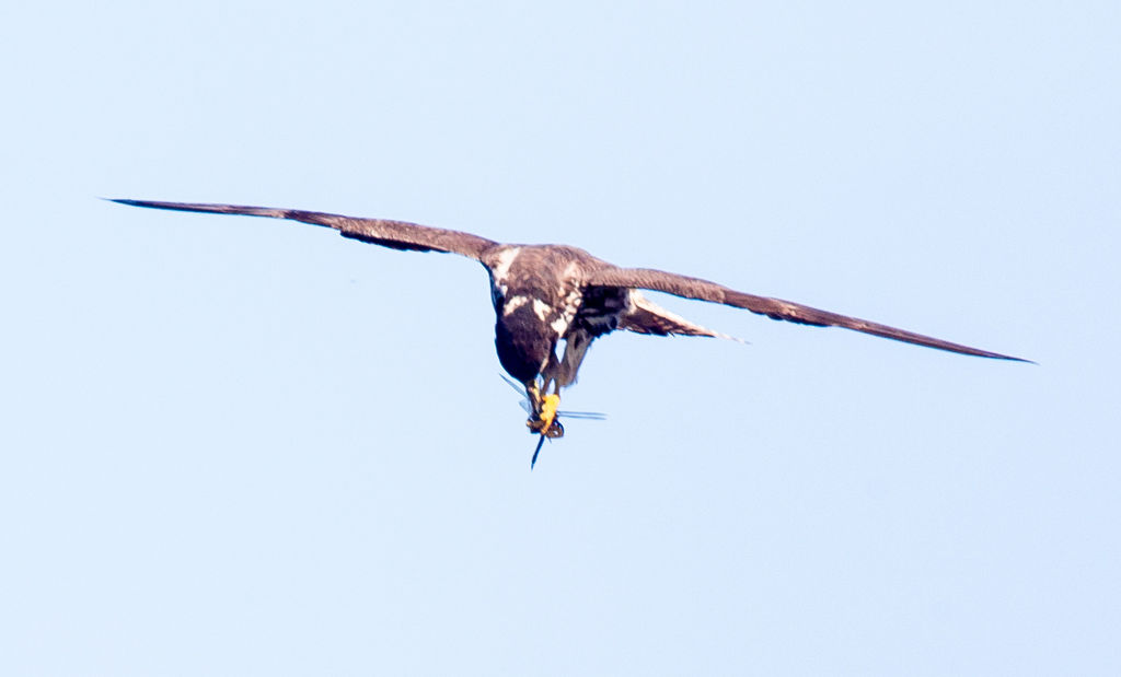 Hobby eating dragonfly