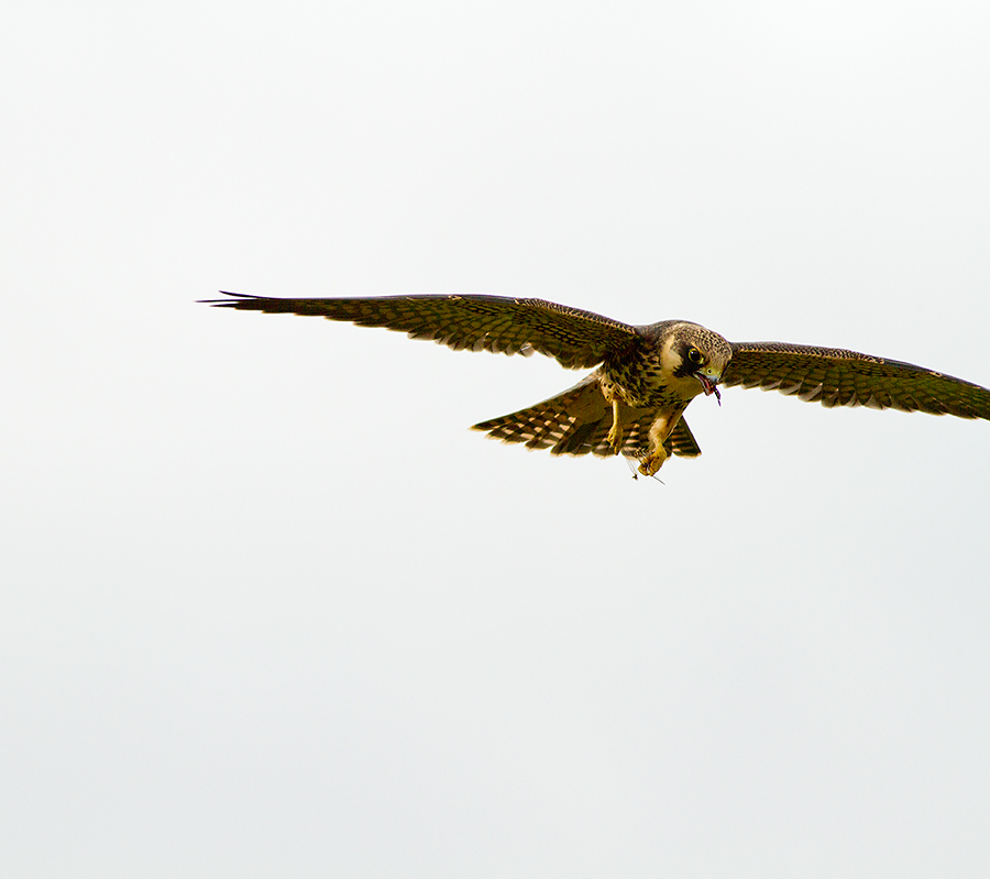 Hobby enjoying a meal