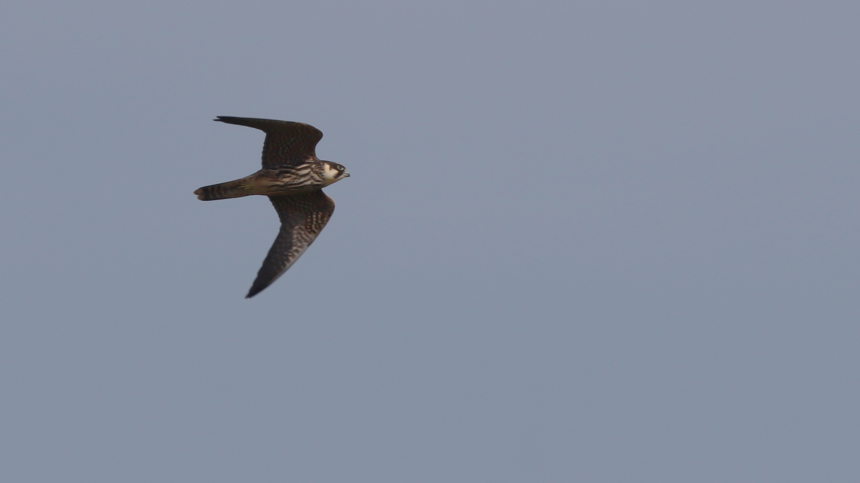 hobby