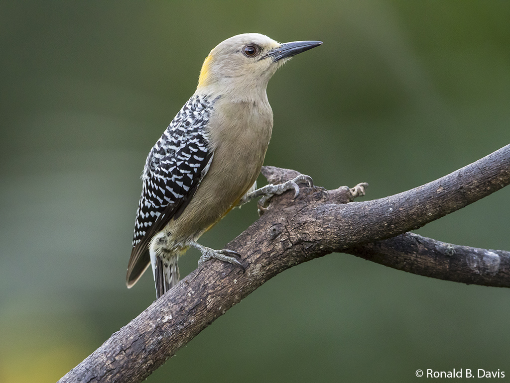 Hoffmann's Woodpecker Female C-RICA SER 2