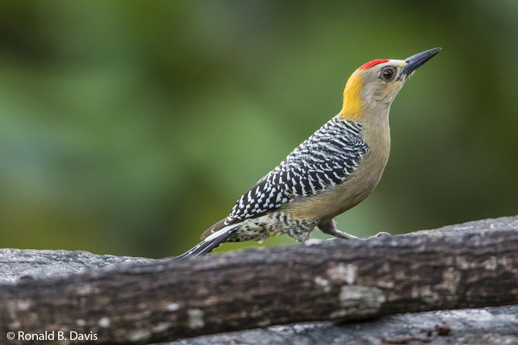 Hoffmann's Woodpecker Male C-RICA SER 2