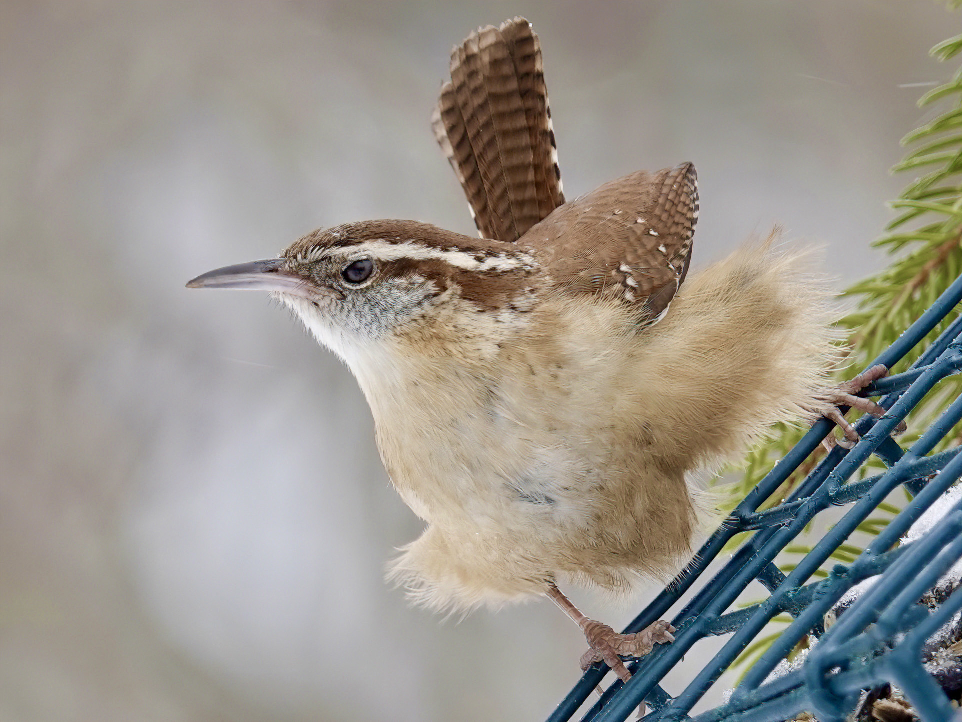 Hold On Tight Carolina Wren