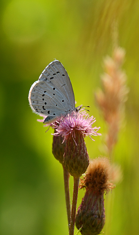 Holly blue