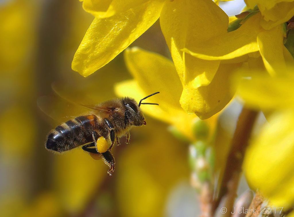 Honey Bee - Apis mellifera