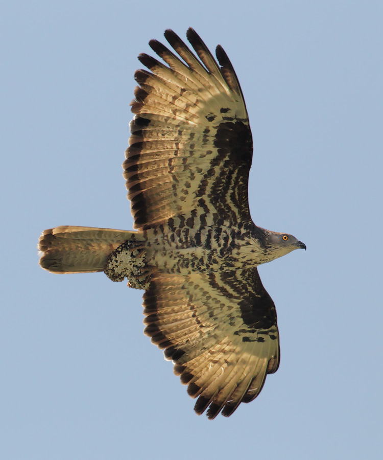 Honey buzzard and some wasps