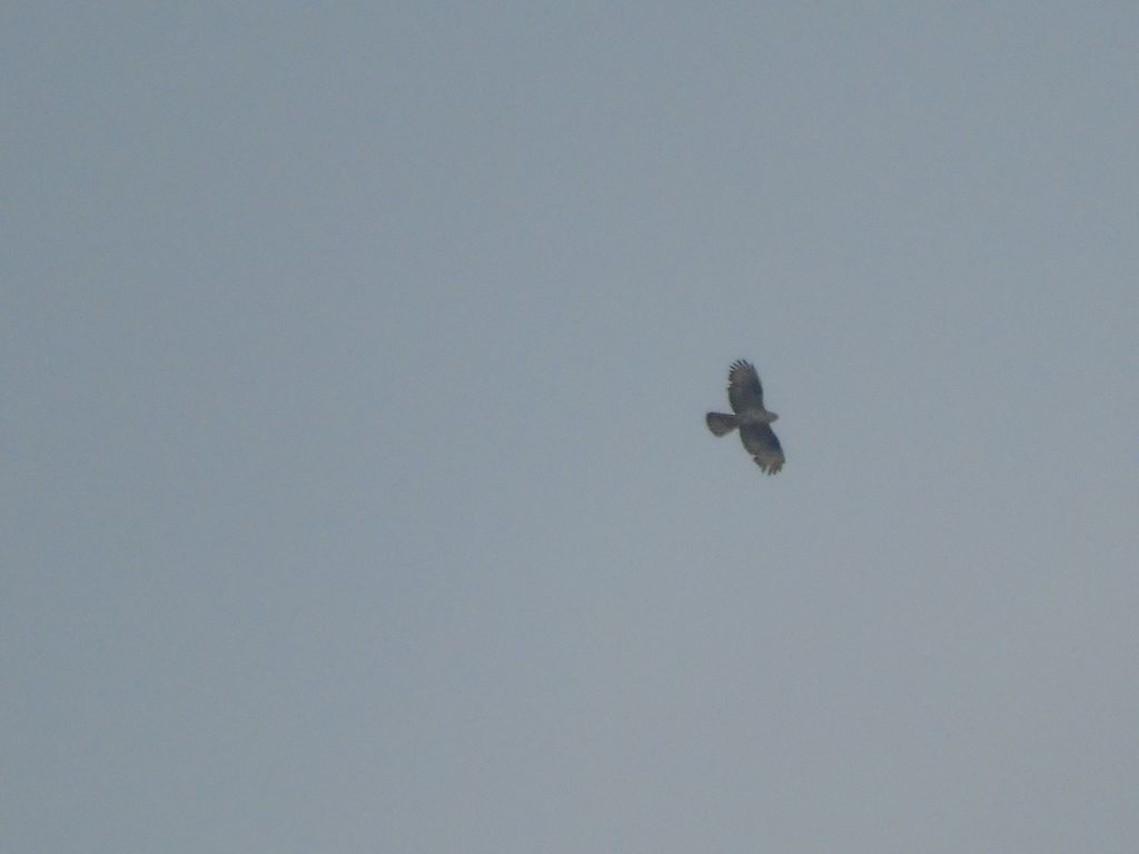 Honey-buzzard circling over a forest