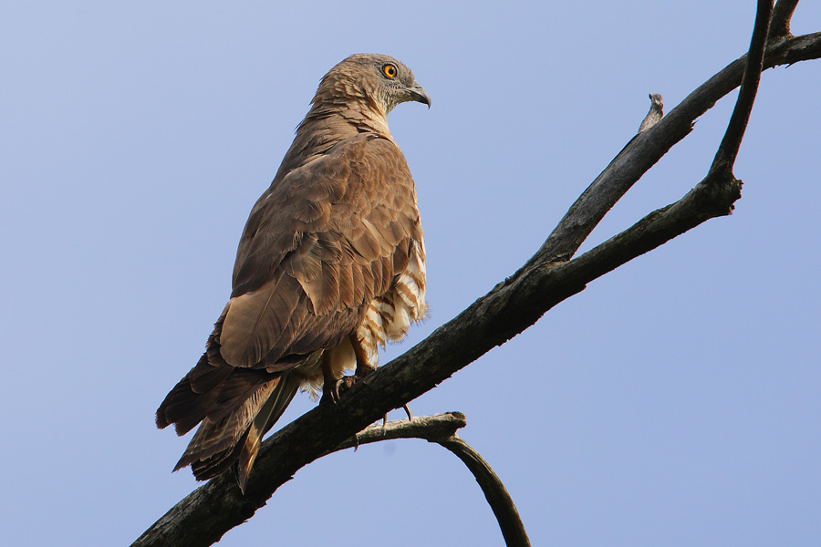 Honey Buzzard