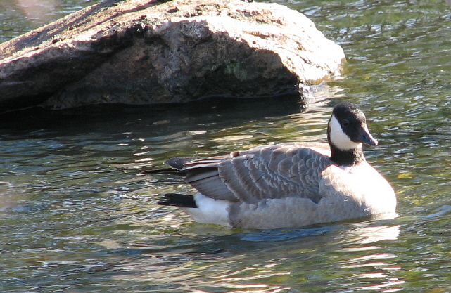 Honey I shrunk the Goose! (Cackling Goose)