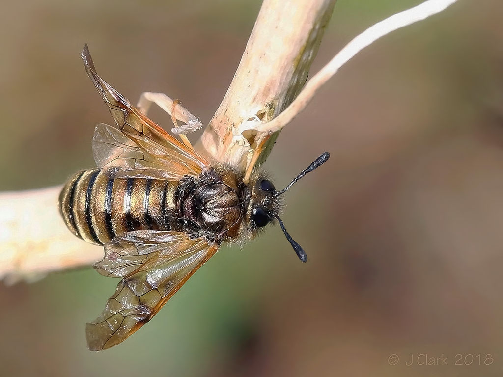 Honeysuckle Sawfly  -  Zaraea fascinata