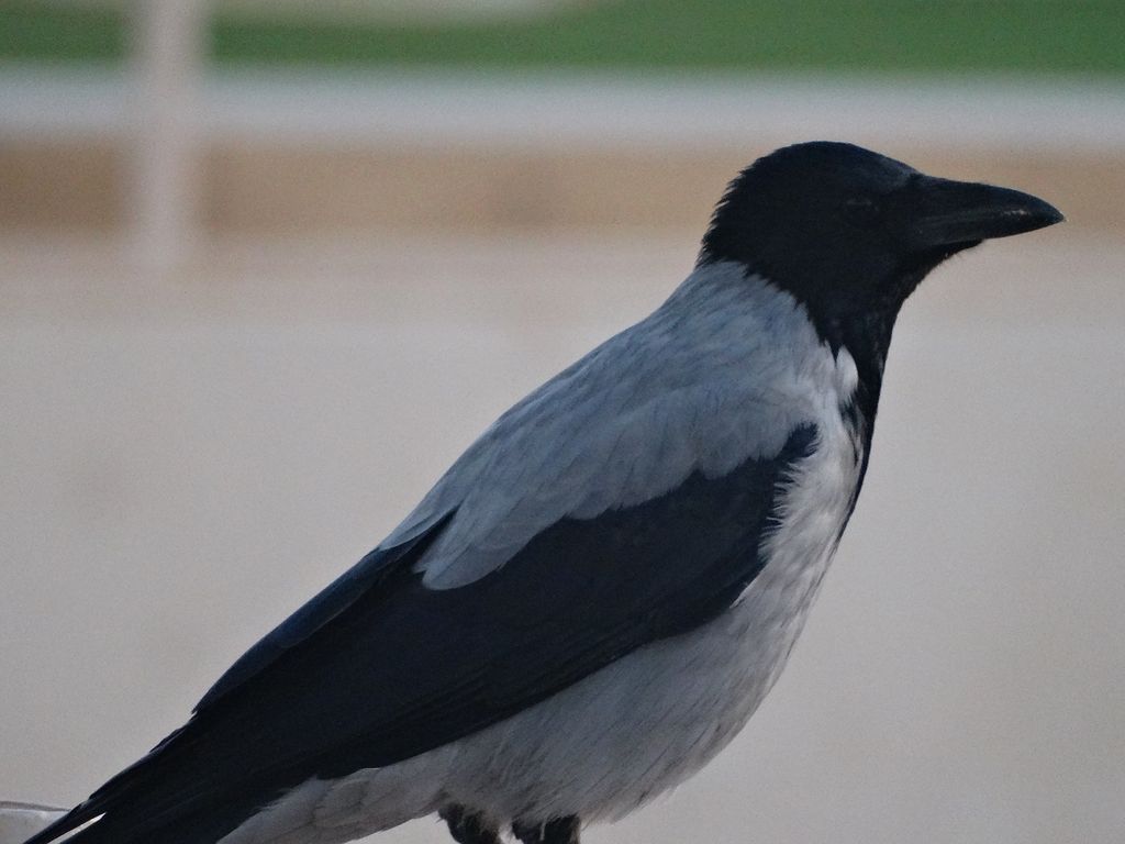 Hooded Crow