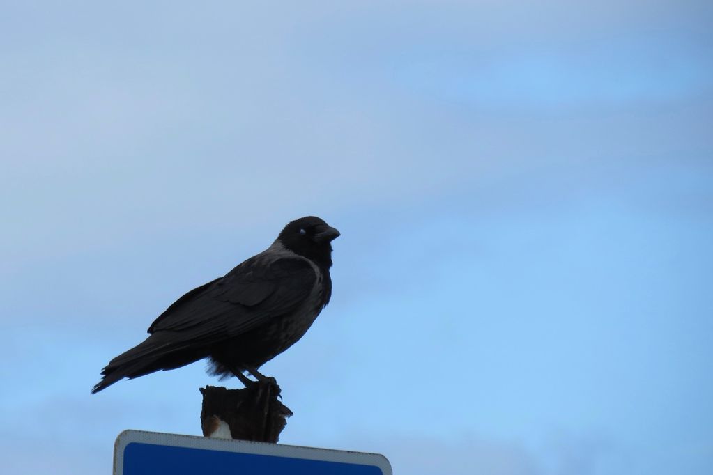 Hooded Crow