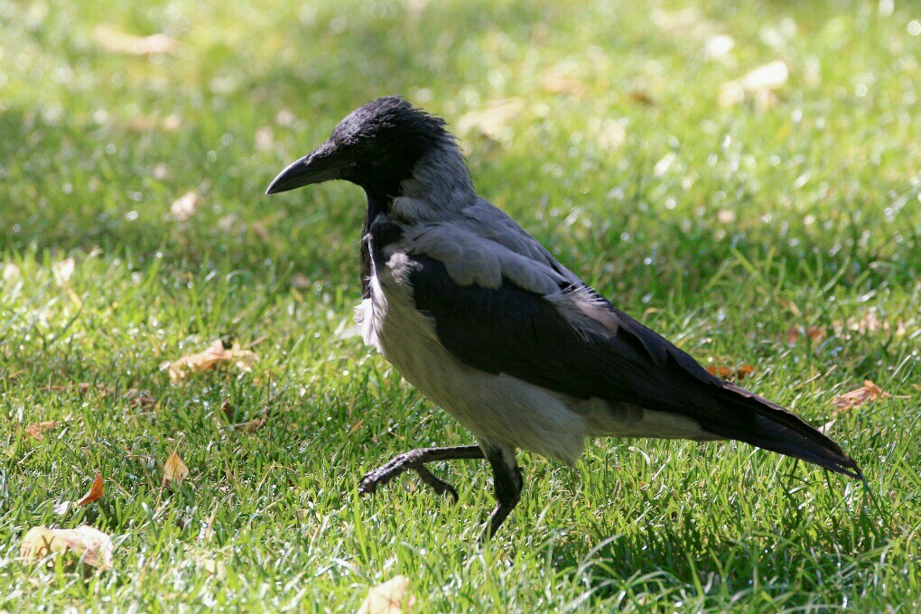 Hooded Crow