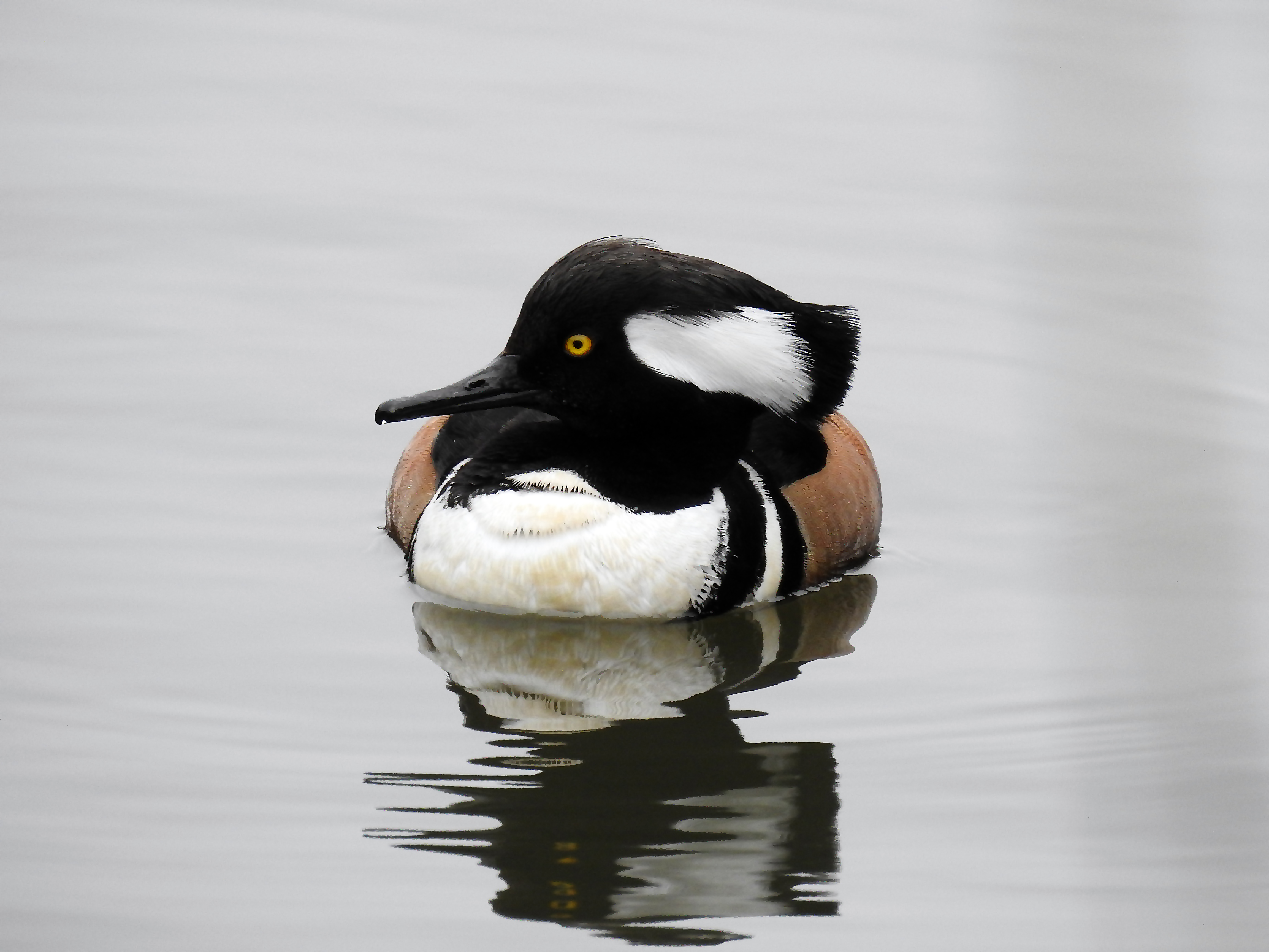 Hooded Merganser 2.jpg