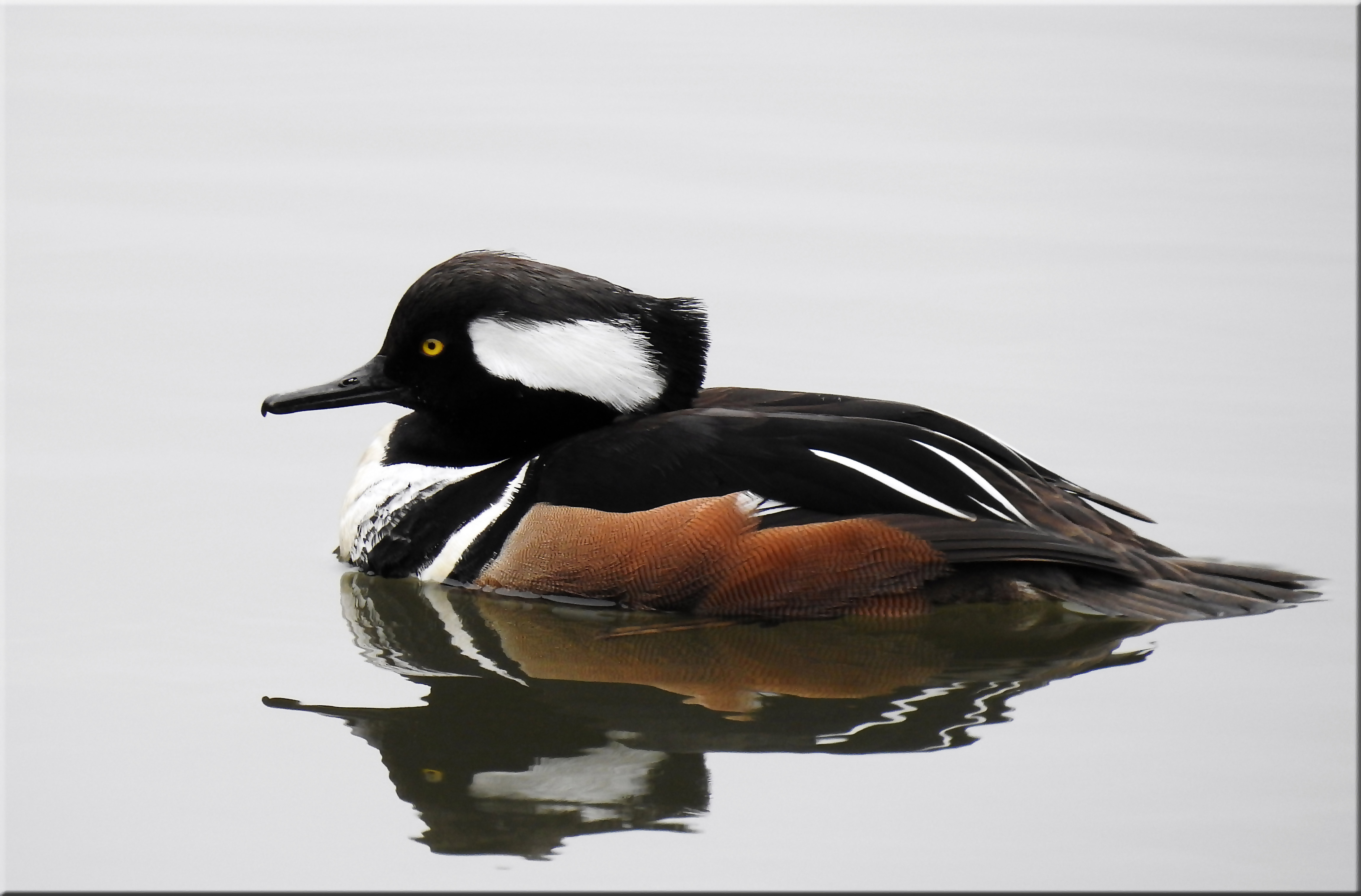 Hooded Merganser.jpg