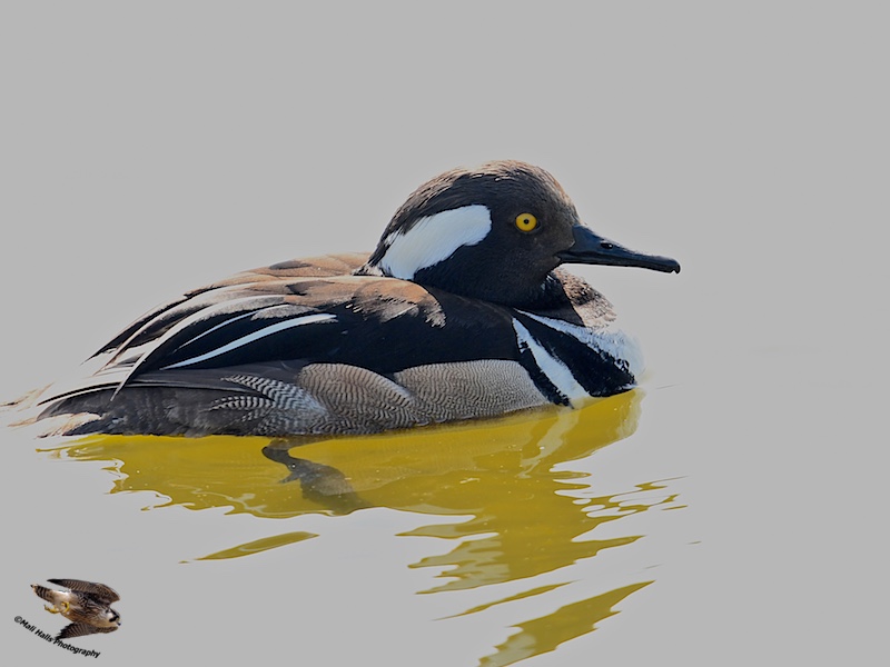 Hooded Merganser