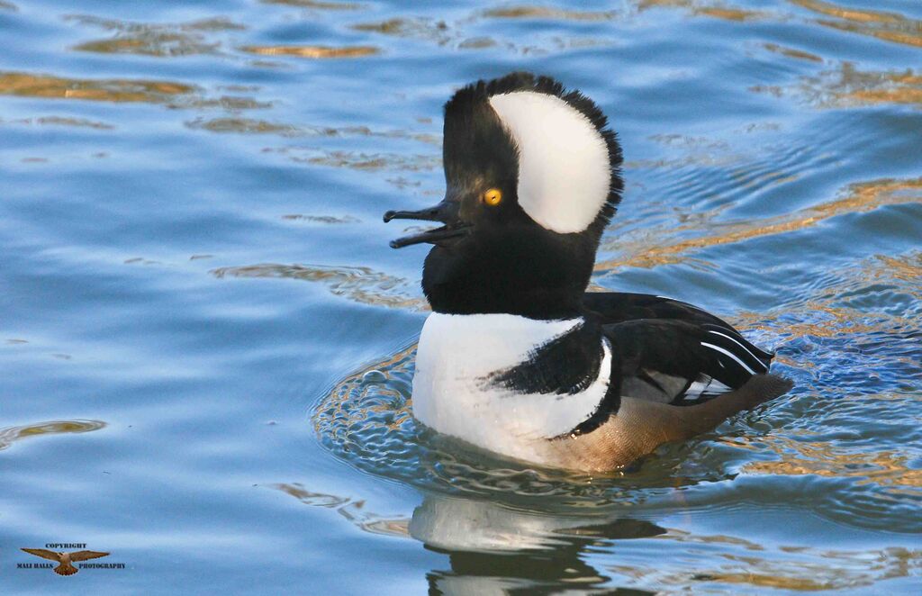 Hooded Merganser