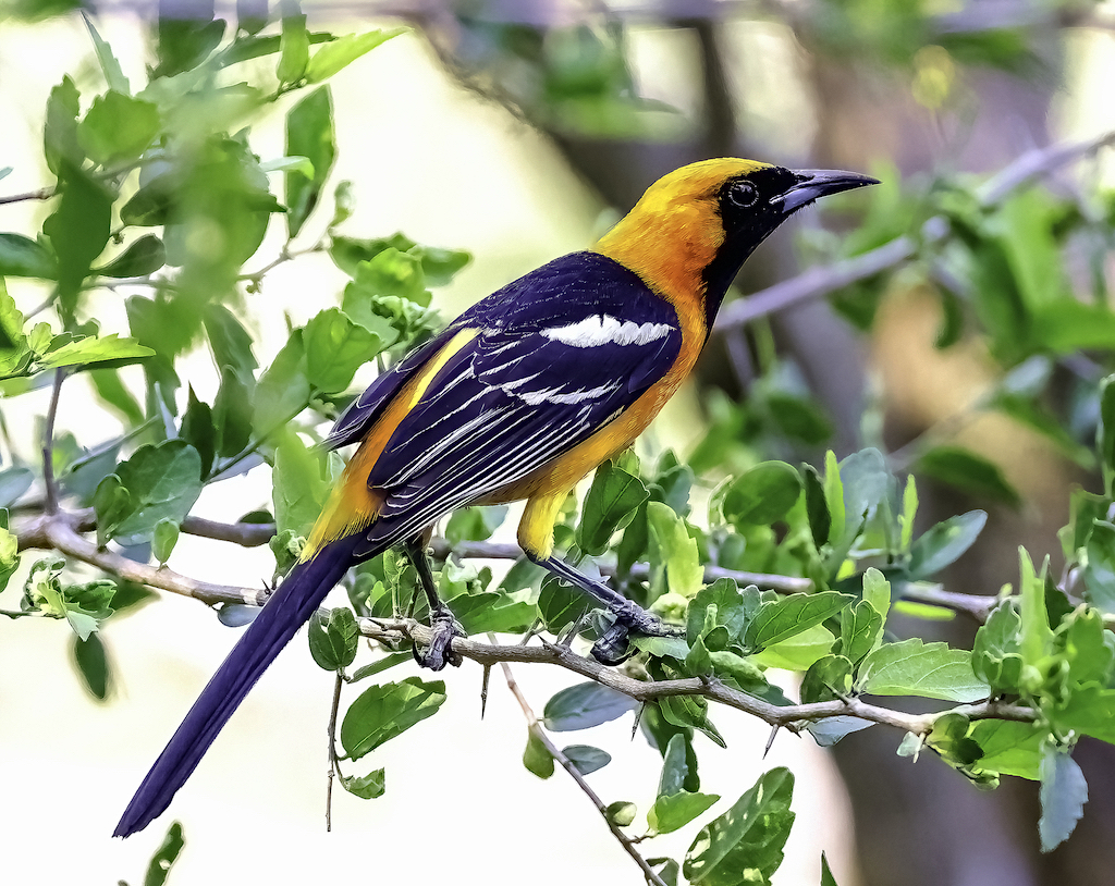 Hooded Oriole (male)