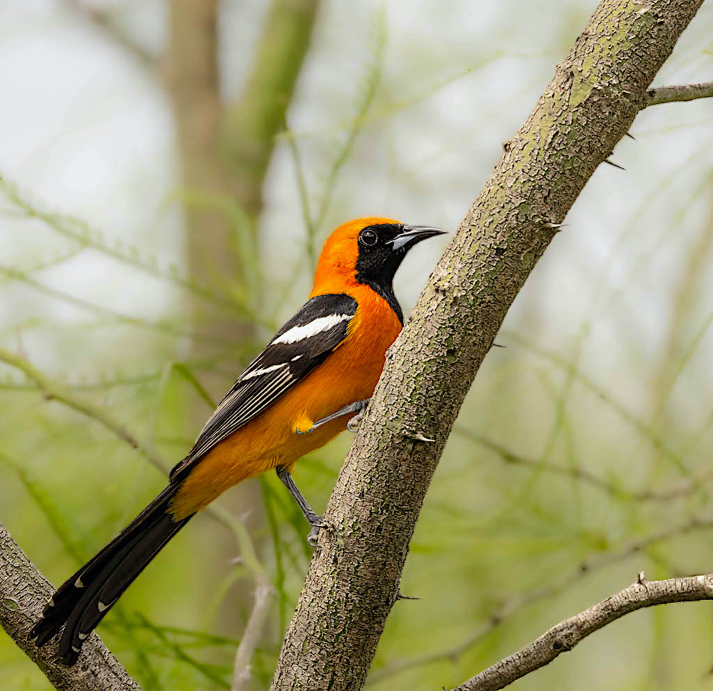 Hooded Oriole