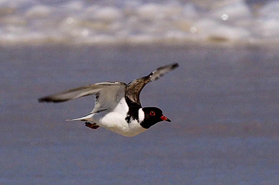 Hooded Plover