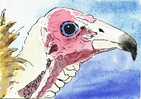 Hooded vulture ATC