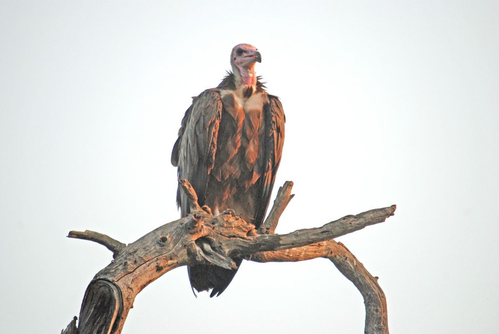 Hooded Vulture