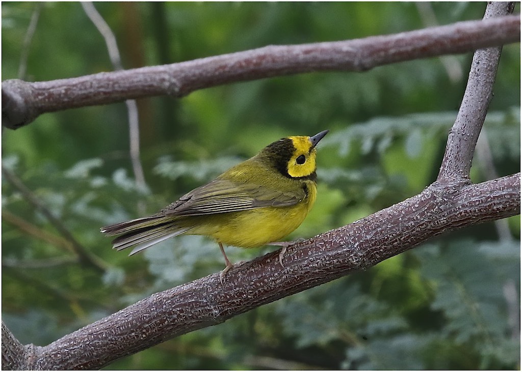 Hooded Warbler (female)