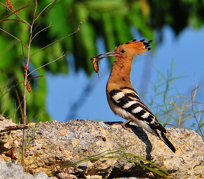 Hoopoe