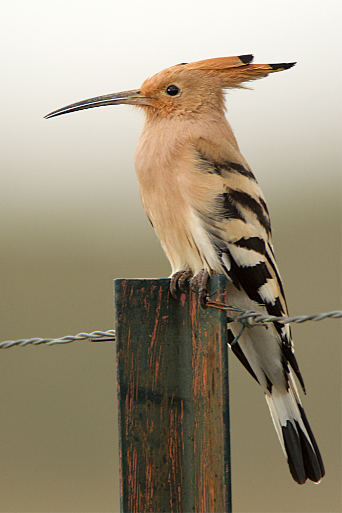 Hoopoe