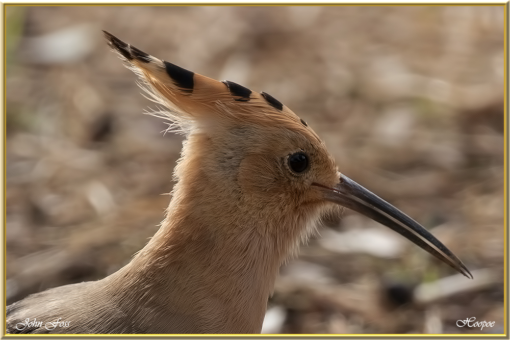 Hoopoe