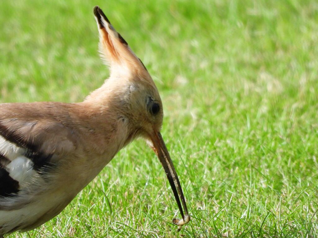 Hoopoe