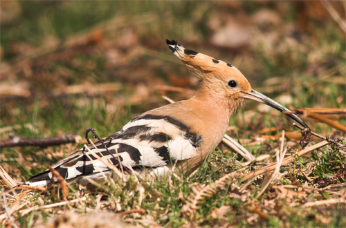 Hoopoe