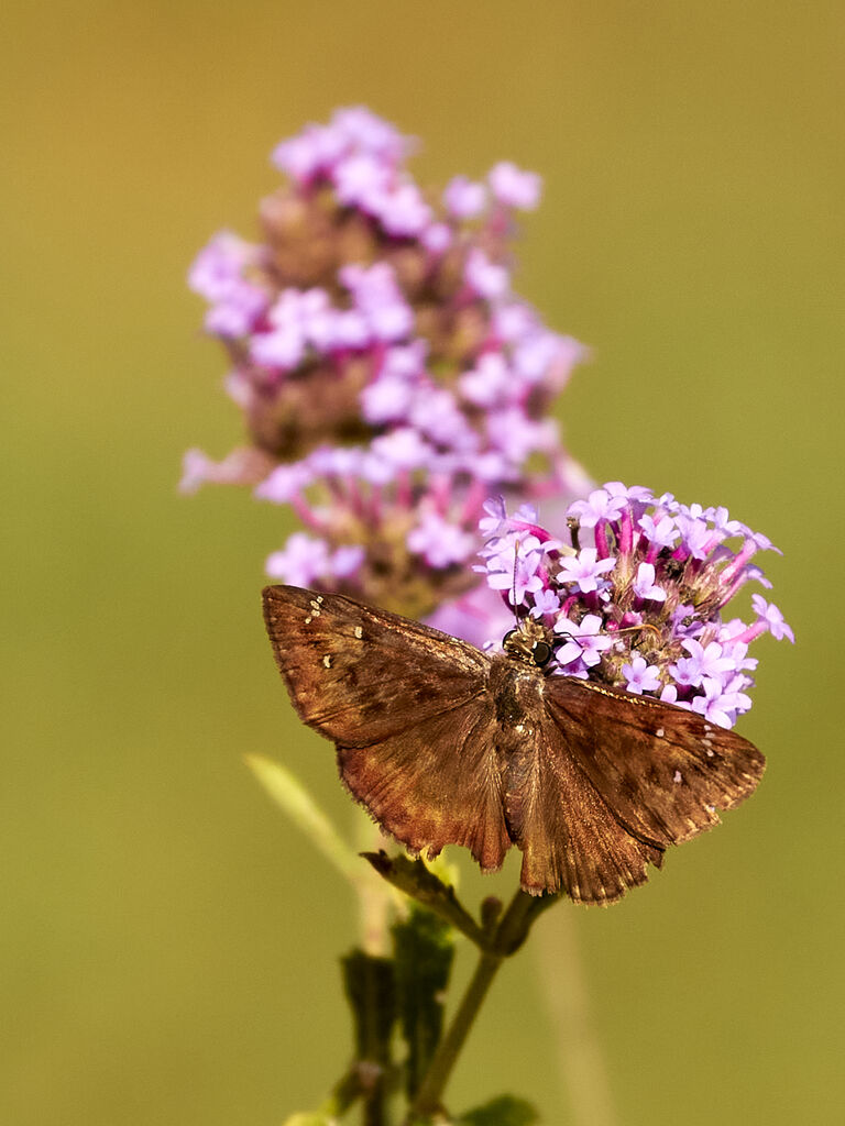 Horace's Duskywing
