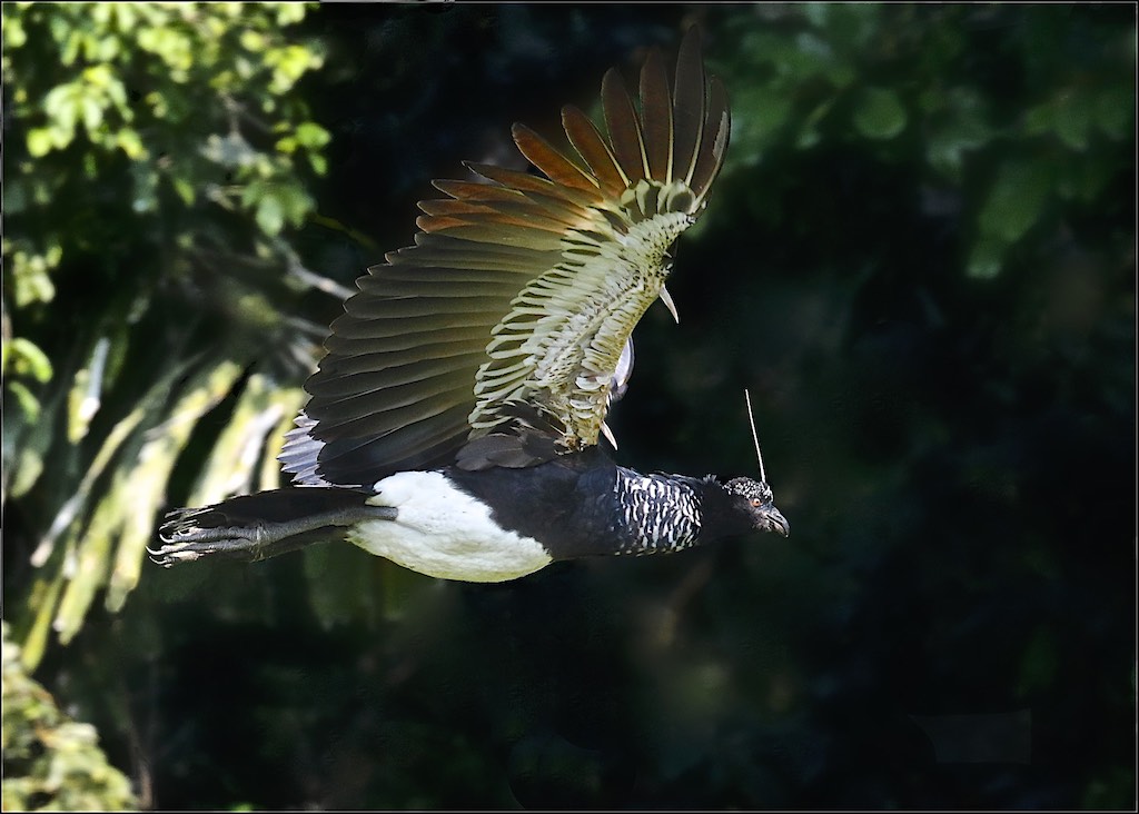 Horned Screamer