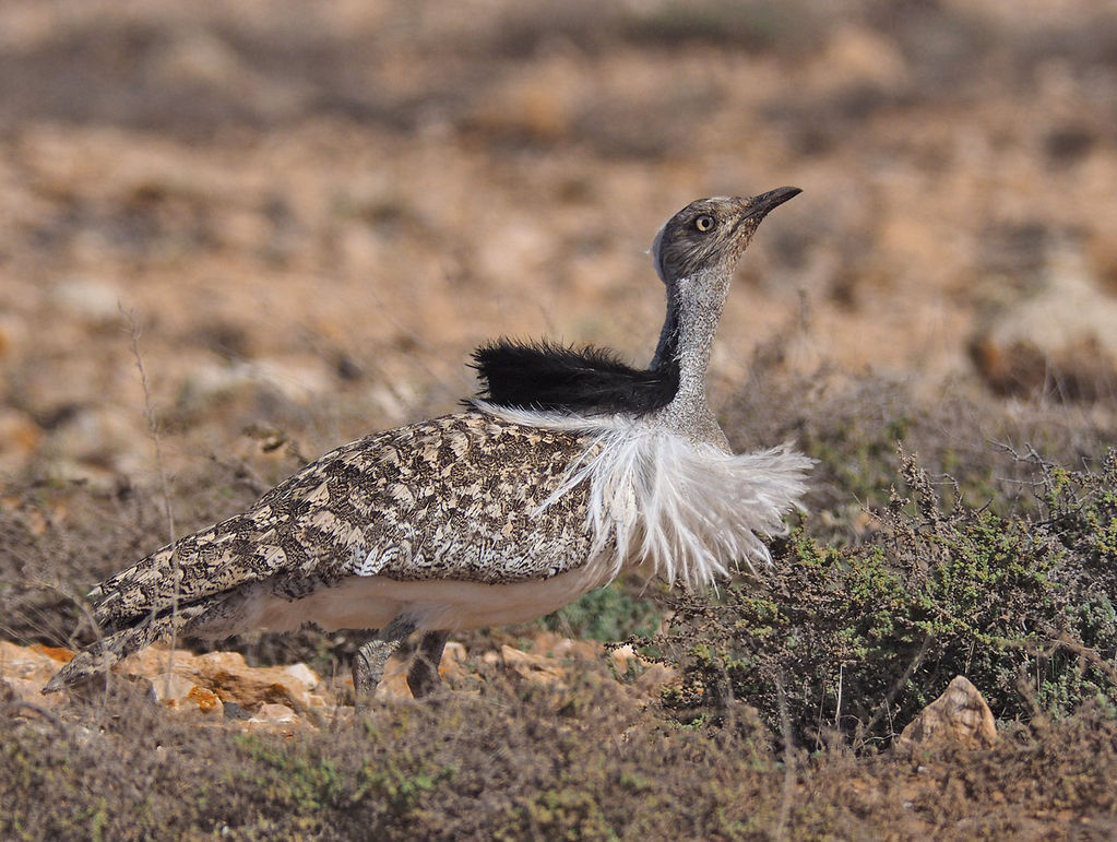 Houbara bustard Fuerteventura 02/2018