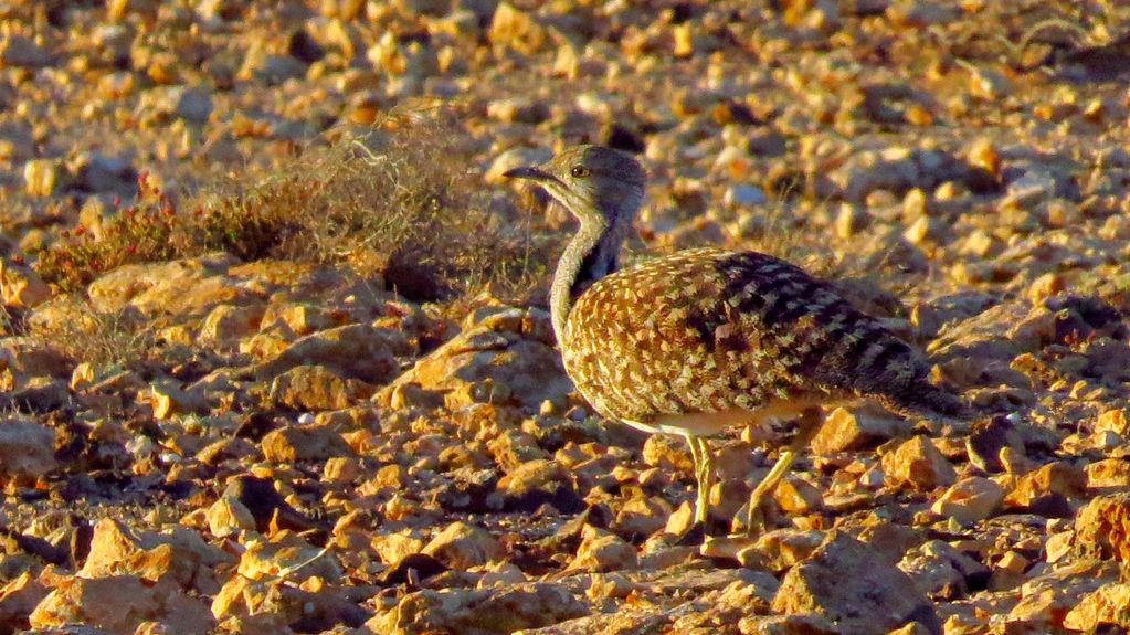 Houbara Bustard (male)