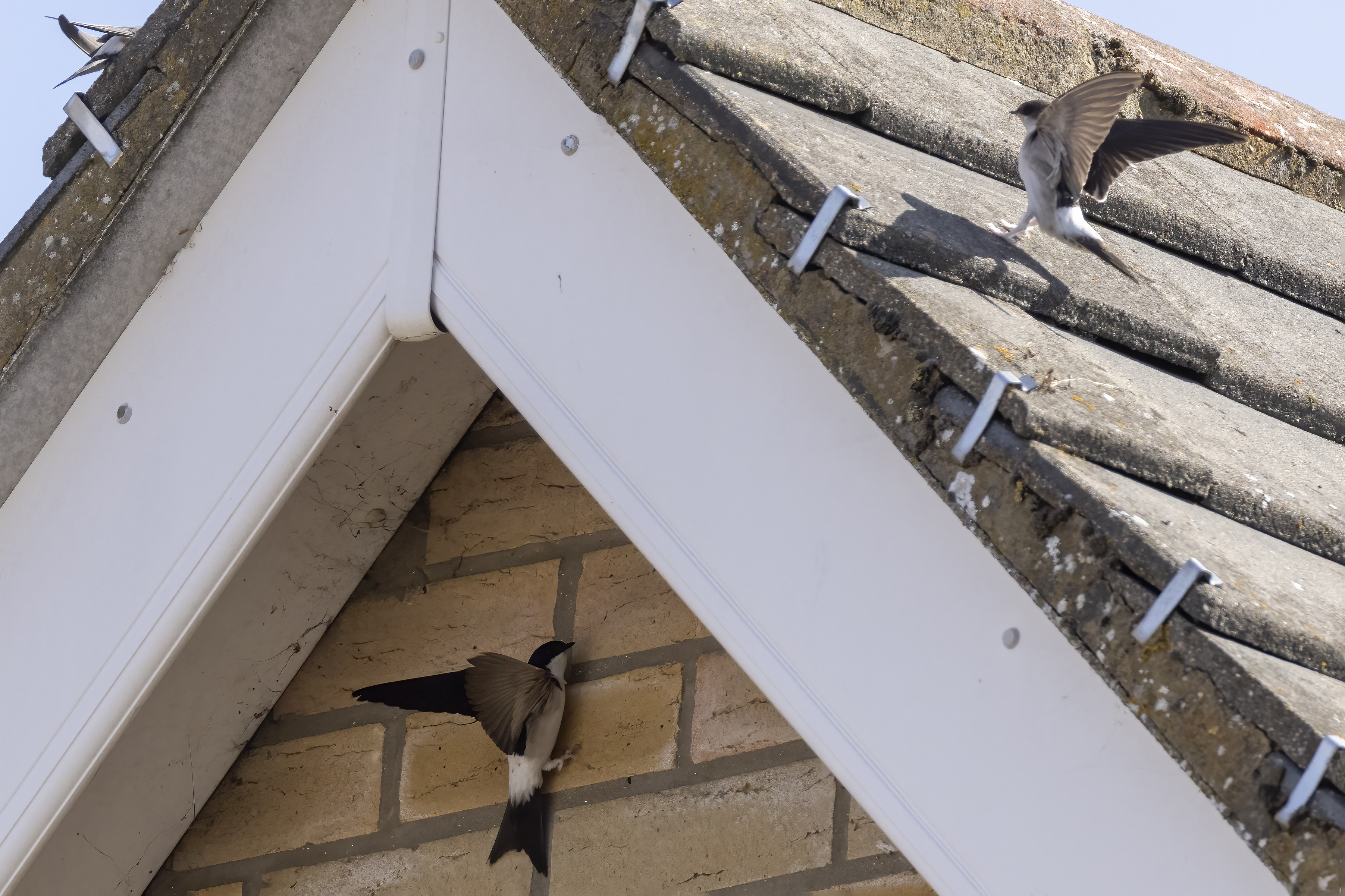 House and Sand Martin