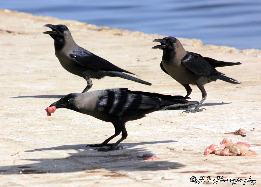 House Crow e