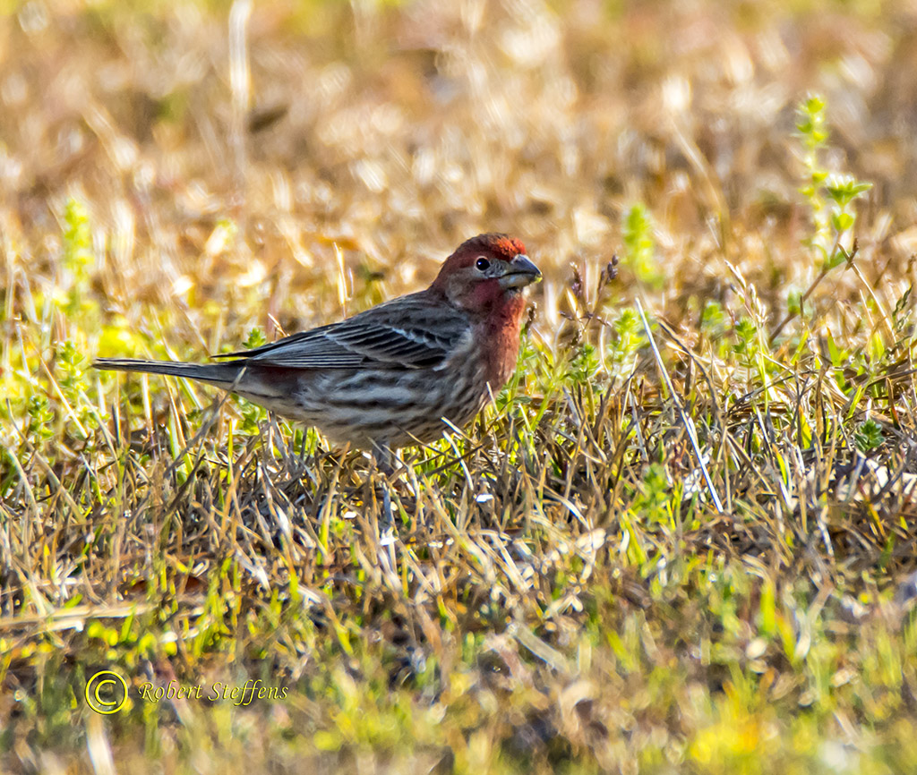 House Finch, Male