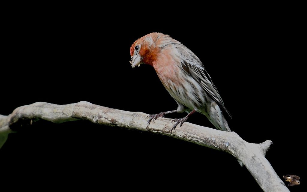 House Finch