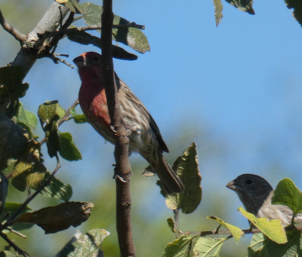 House Finch