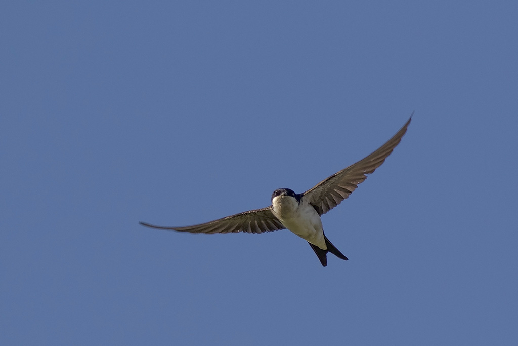 House martin with eye contact