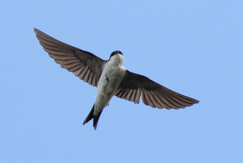 House Martin